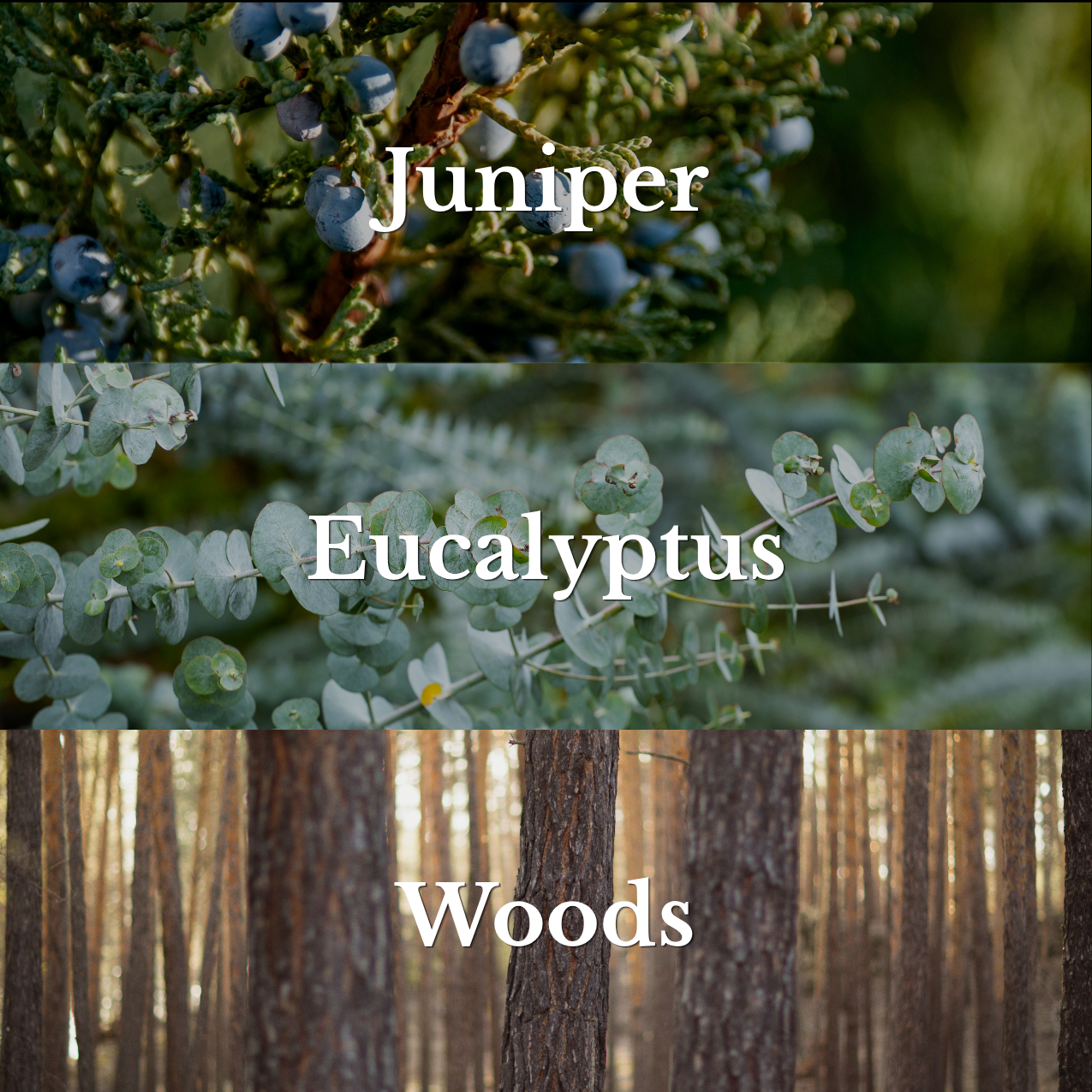 A three-panel graphic labeled 'Juniper', 'Eucalyptus', and 'Woods' with close-up botanical and forest imagery in soft green, blue-gray, and brown tones.